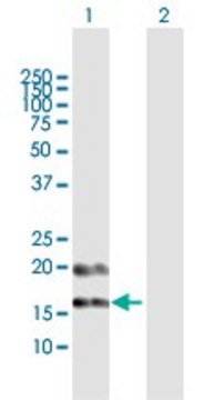 Anti-PFDN4 antibody produced in rabbit