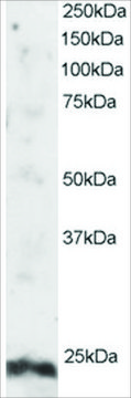 Anti-ARL4A antibody produced in goat
