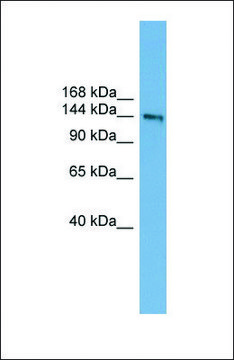 Anti-DCC antibody produced in rabbit