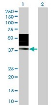 Anti-KIR2DL3 antibody produced in rabbit
