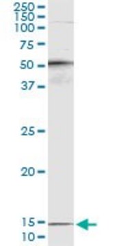 Monoclonal Anti-PTH antibody produced in