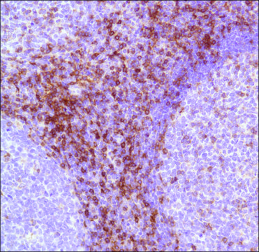 Anti-CD7 antibody, Rabbit monoclonal