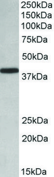 Anti-PCBP1 antibody produced in goat