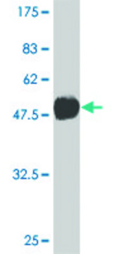 Monoclonal Anti-TBX3 antibody produced in