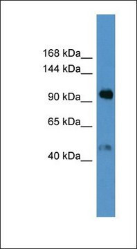 Anti-LPA antibody produced in rabbit