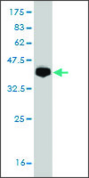 Monoclonal Anti-PCDH19 antibody produced in