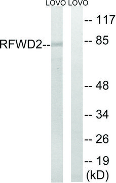 Anti-RFWD2, C-Terminal antibody produced in