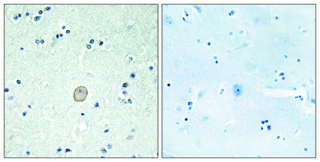 Anti-C3AR1 antibody produced in rabbit