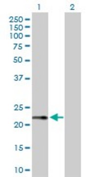 Anti-RPS27A antibody produced in rabbit