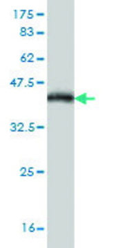 Monoclonal Anti-MR1 antibody produced in