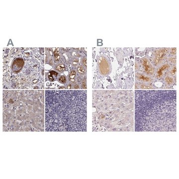 Anti-AFM antibody produced in rabbit