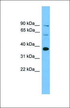 Anti-Irf1 antibody produced in rabbit
