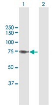 Anti-SAMHD1 antibody produced in rabbit