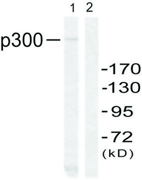 Anti-P300 antibody produced in rabbit