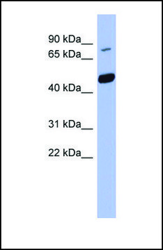 Anti-POGK, (N-terminal) antibody produced in