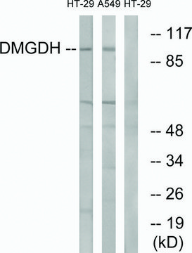 Anti-DMGDH antibody produced in rabbit