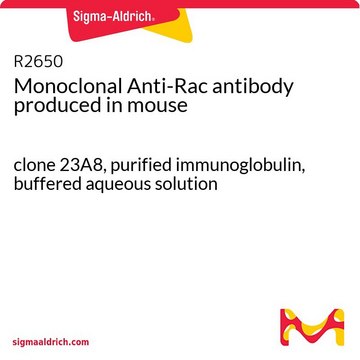Monoclonal Anti-Rac antibody produced in