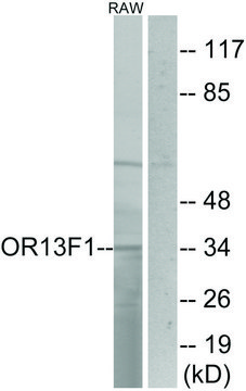 Anti-OR13F1, C-Terminal antibody produced in