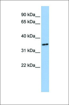 Anti-PHF13 antibody produced in rabbit