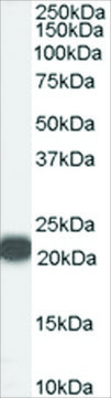 Anti-PEBP1/RKIP (Internal) antibody produced in