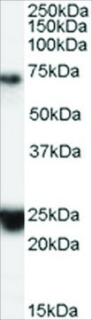 Anti-HAP1 antibody produced in goat