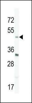 ANTI-BHLHE40(N-TERMINAL) antibody produced in rabbit