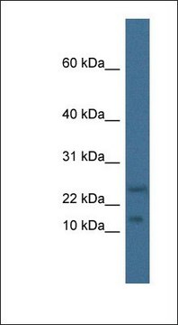 Anti-MAFK antibody produced in rabbit
