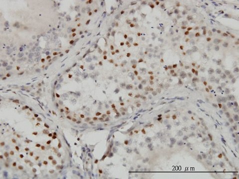Monoclonal Anti-CTBP1 antibody produced in