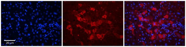 Anti-WDR23 antibody produced in rabbit