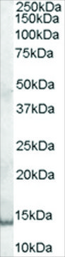 Anti-GCDFP15/PIP antibody produced in goat