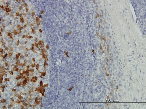 Monoclonal Anti-TYMS antibody produced in