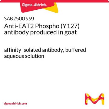 Anti-EAT2 Phospho (Y127) antibody produced