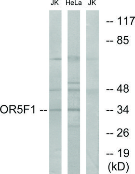 Anti-OR5F1 antibody produced in rabbit
