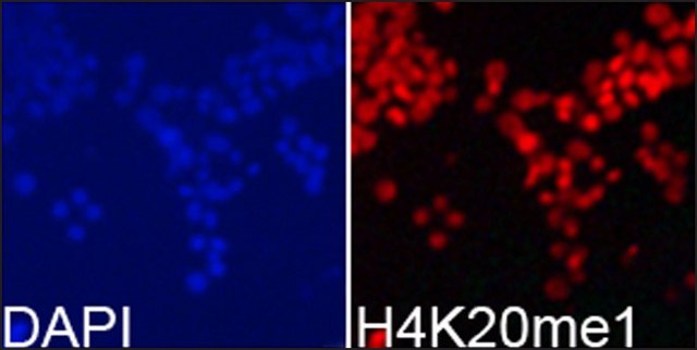 Anti-Histone H4K20me1 antibody produced in