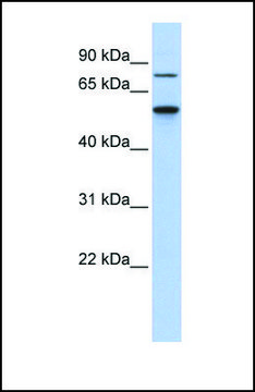 Anti-CSNK1G1 antibody produced in rabbit