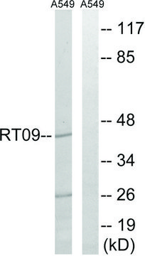 Anti-MRPS9 antibody produced in rabbit