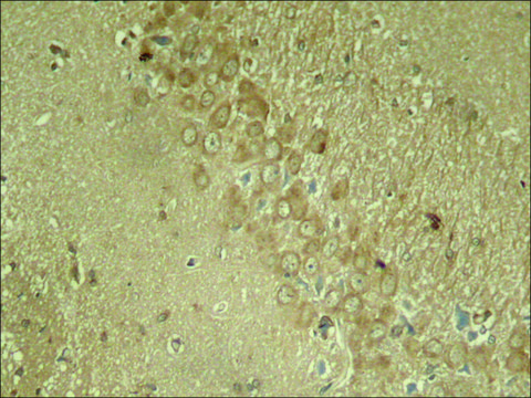 Anti-phospho-MAPT (pSer²?²) antibody produced in
