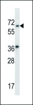 ANTI-LINGO3 (C-TERM) antibody produced in