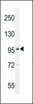 ANTI-BRDT (N-TERM) antibody produced in
