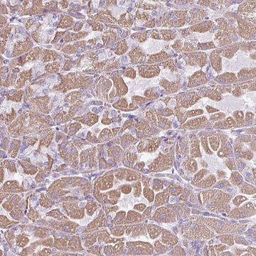 Anti-RGS16 antibody produced in rabbit