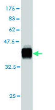 ANTI-KIAA2002 antibody produced in mouse