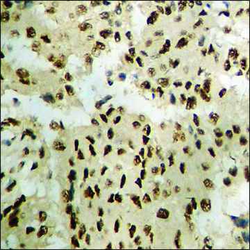 Anti-phospho-STAT5A (pSer???) antibody produced in