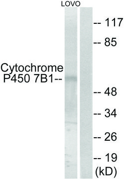 Anti-Cytochrome P450 7B1 antibody produced