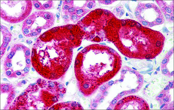 Anti-SOX17 antibody produced in rabbit