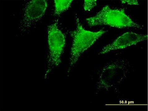 Anti-IFNA4 antibody produced in mouse