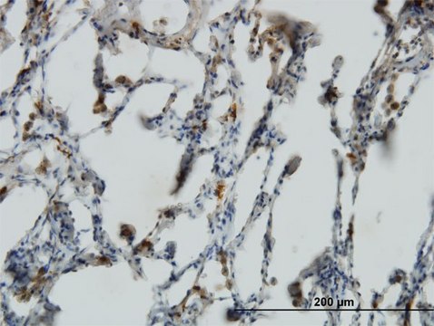 Monoclonal Anti-PX19 antibody produced in