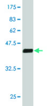 ANTI-MEF2A antibody produced in mouse