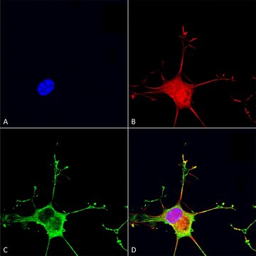 Monoclonal Anti-Lrp4 - Percp antibody