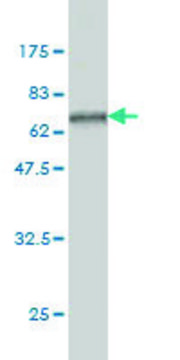 ANTI-SERPINA6 antibody produced in mouse