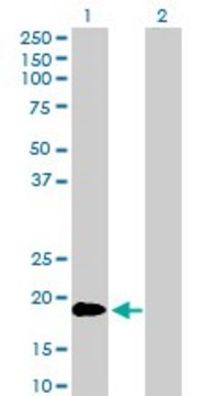 Anti-TNFSF18 antibody produced in rabbit